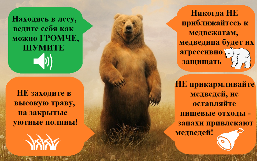 Памятка о поведении человека при встрече с медведем.