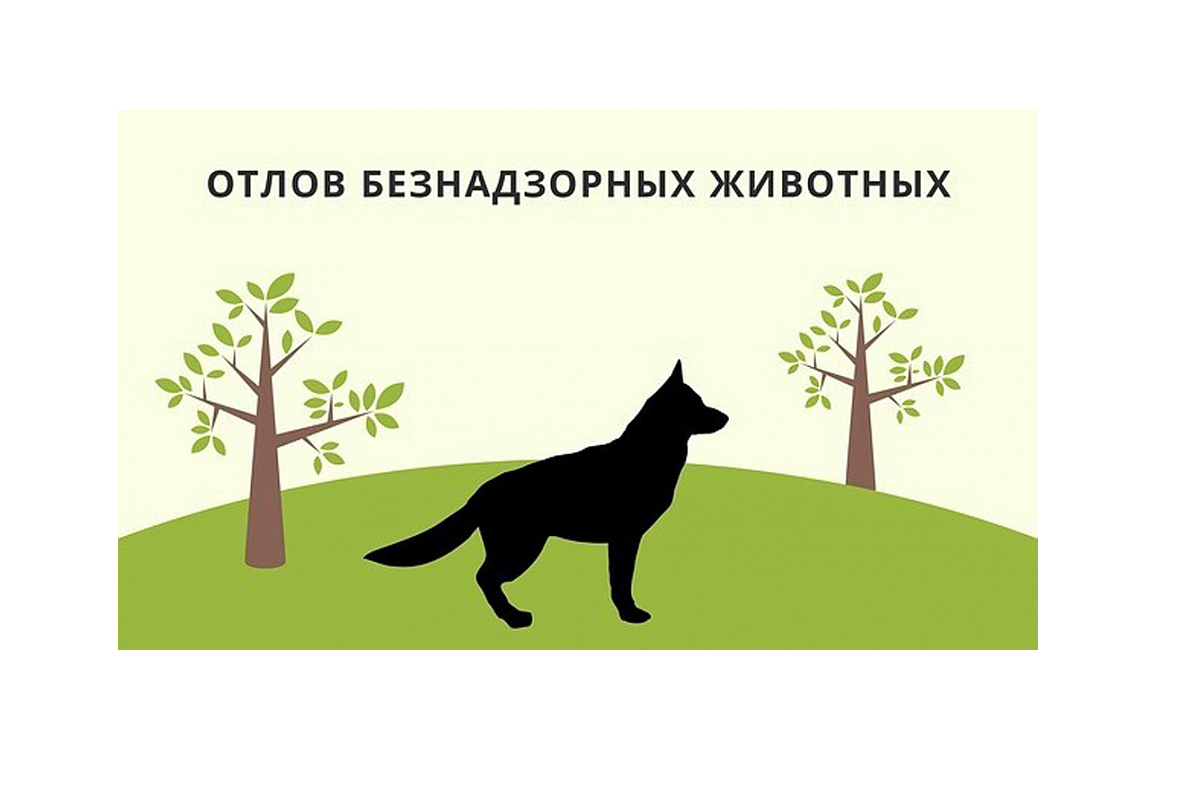 Объявление об аукционе "Отлов животных".