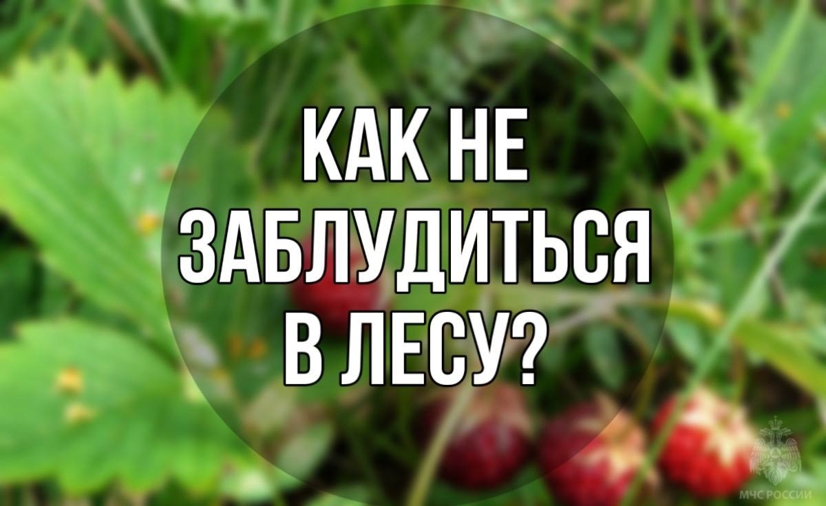 Как не заблудиться в лесу.