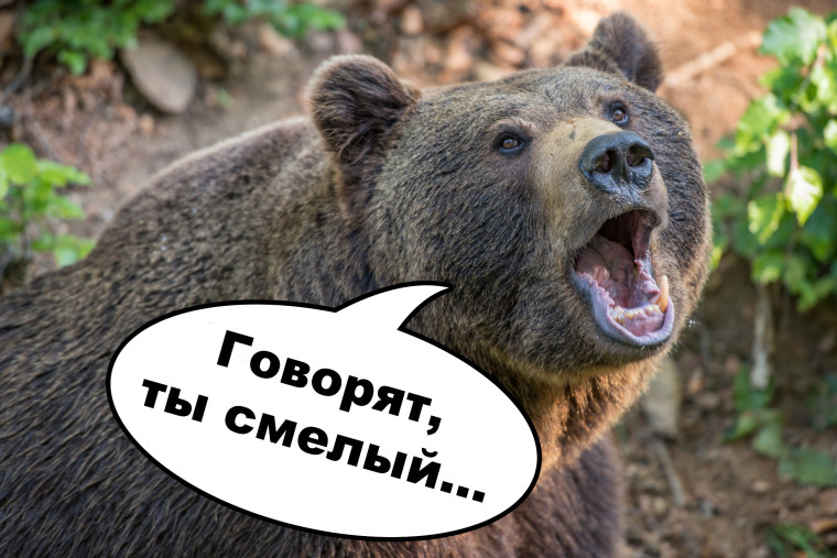 Внимание, медведи!. Внимание, медведи!.